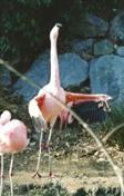 flamanco rose