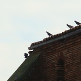 pigeons